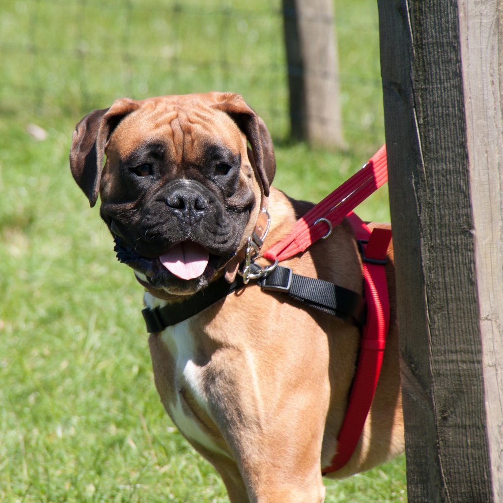 Красивый боксёр на поводке