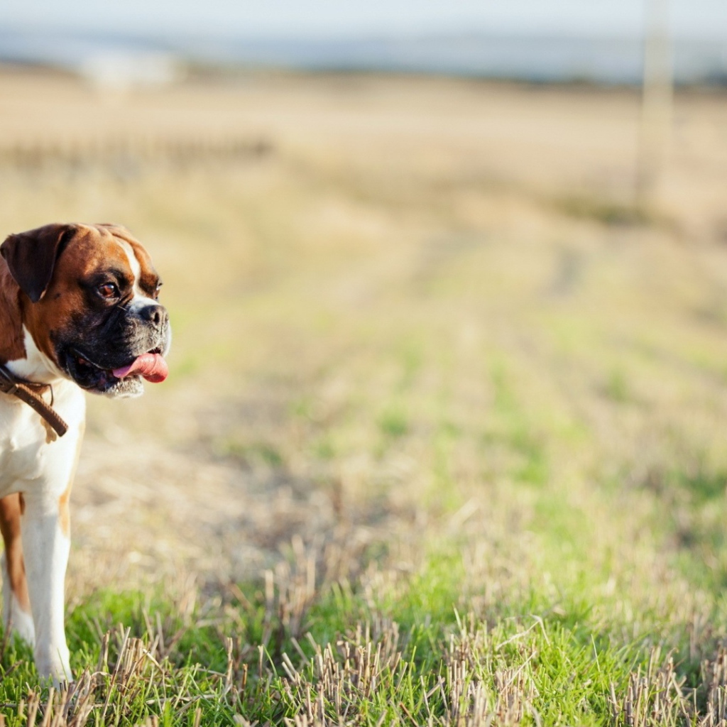 Красивый боксёр гуляет по просторному полю