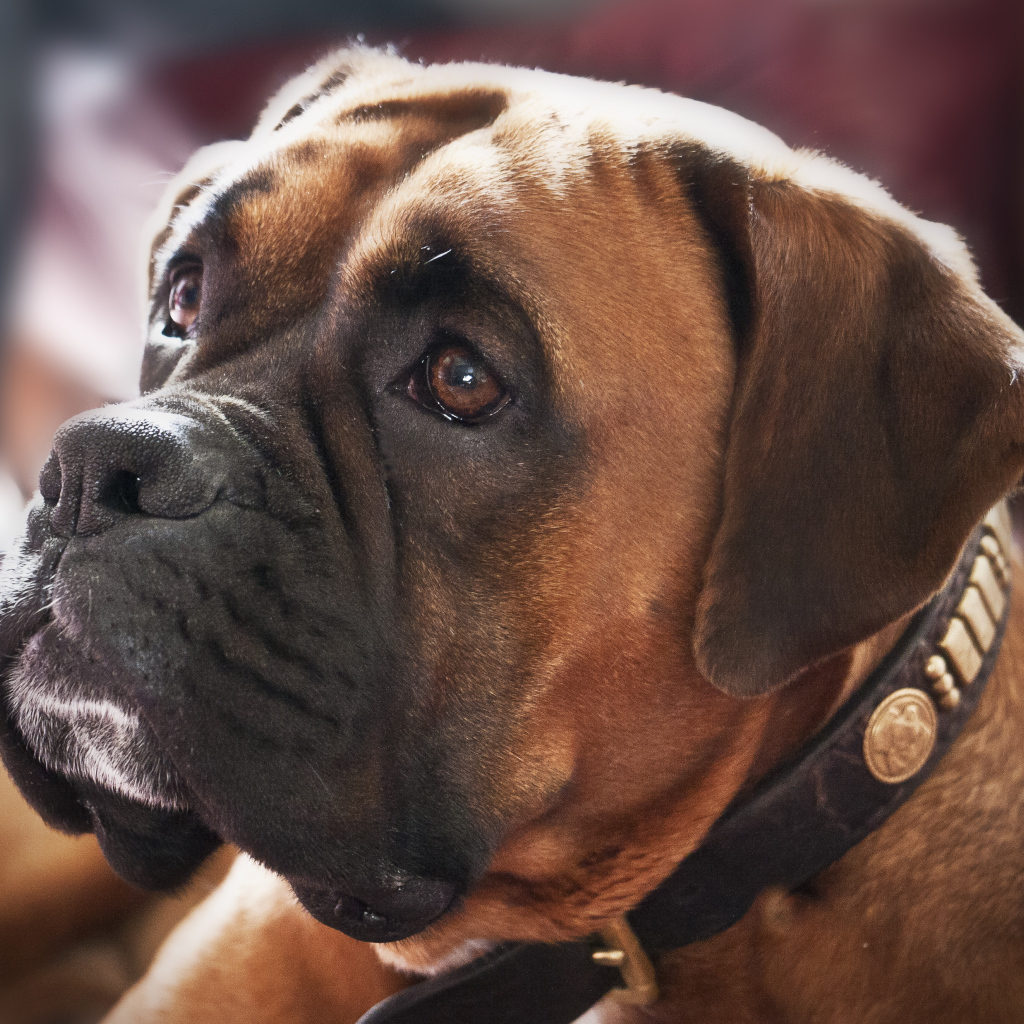 Красивый боксёр смотрит на хозяина