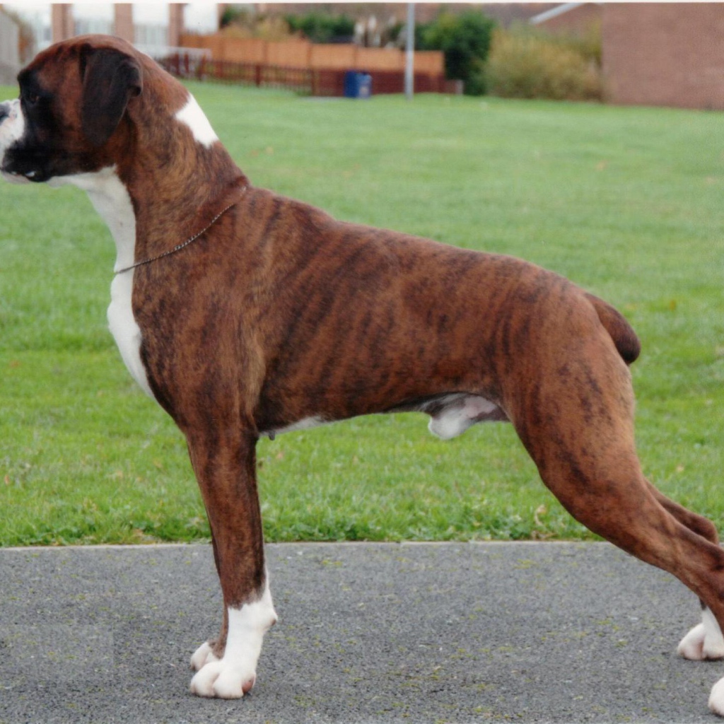 Красивый боксёр позирует