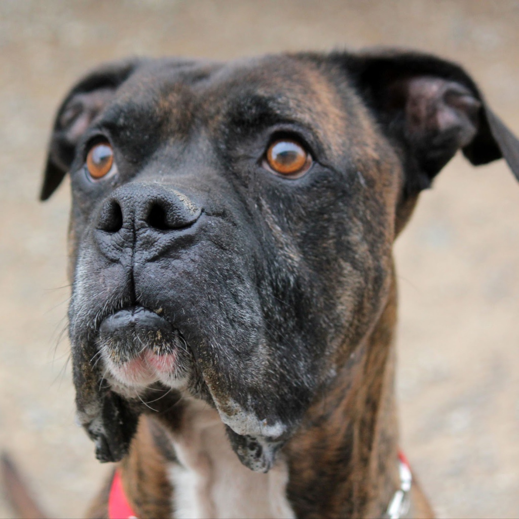 Красивый боксёр кого-то увидел