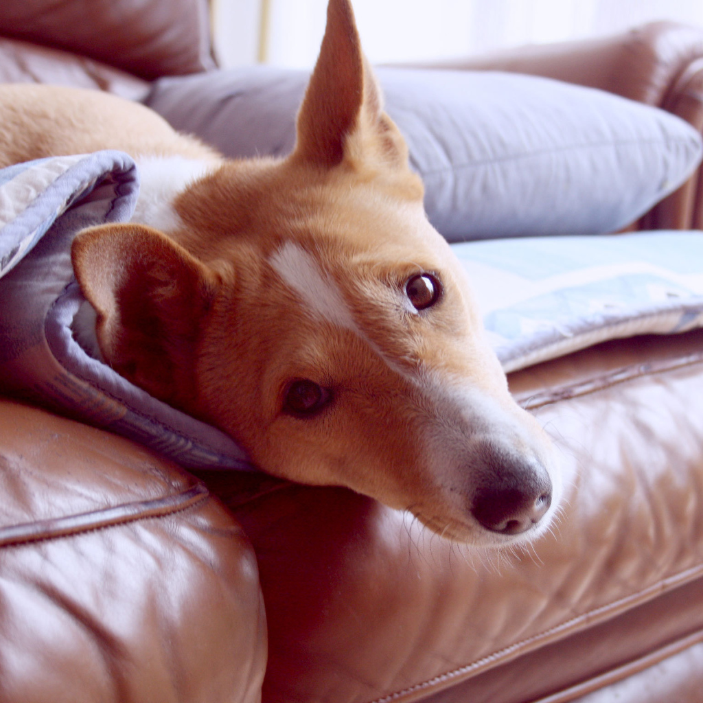 Красивая собака породы басенджи отдыхает на диване