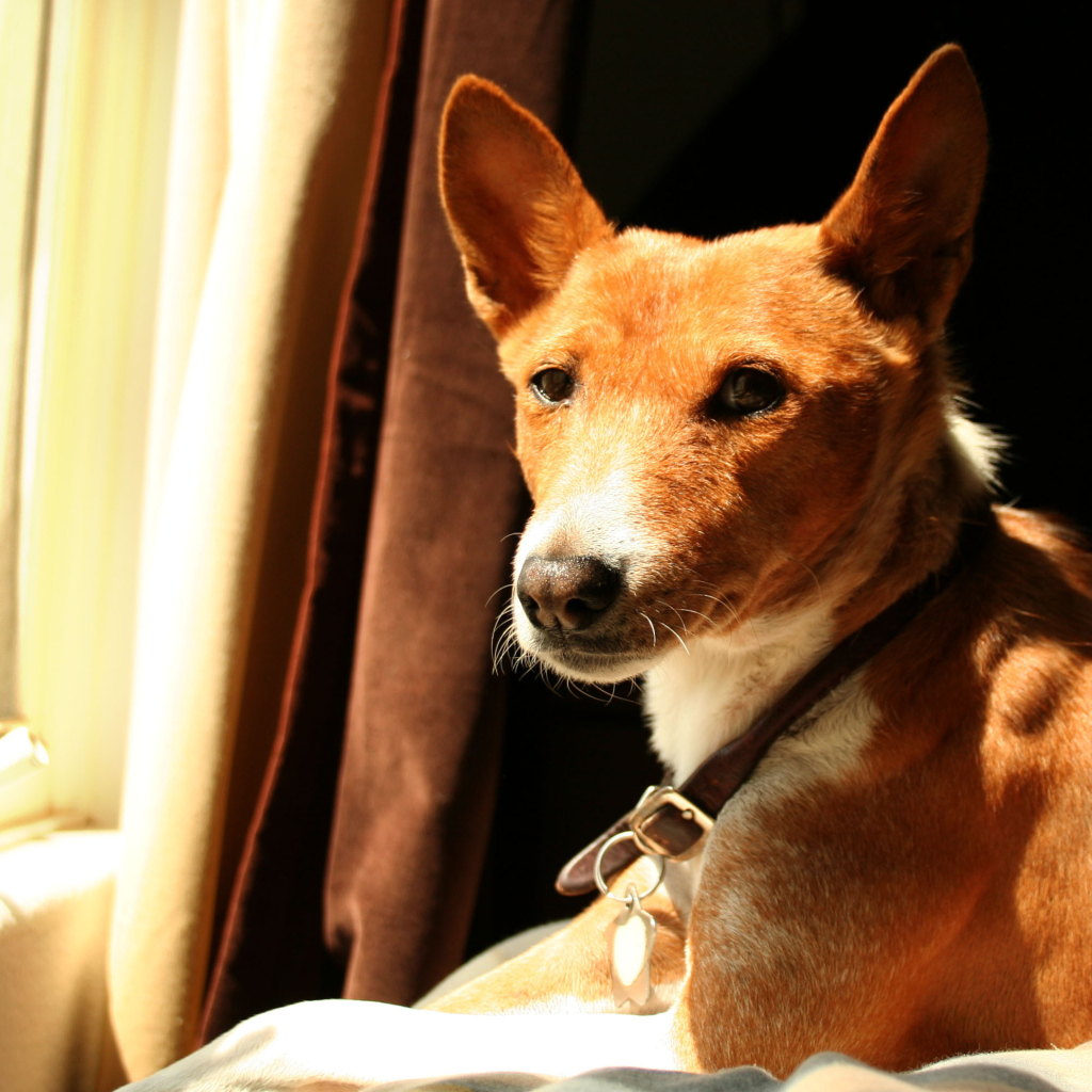 Красивая собака породы басенджи возле окна