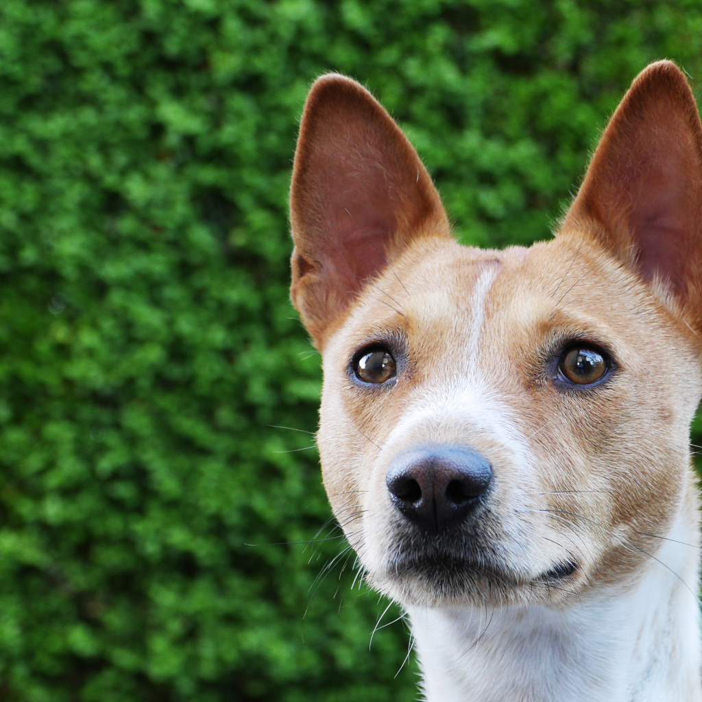 Красивая собака породы басенджи на фоне кустарника