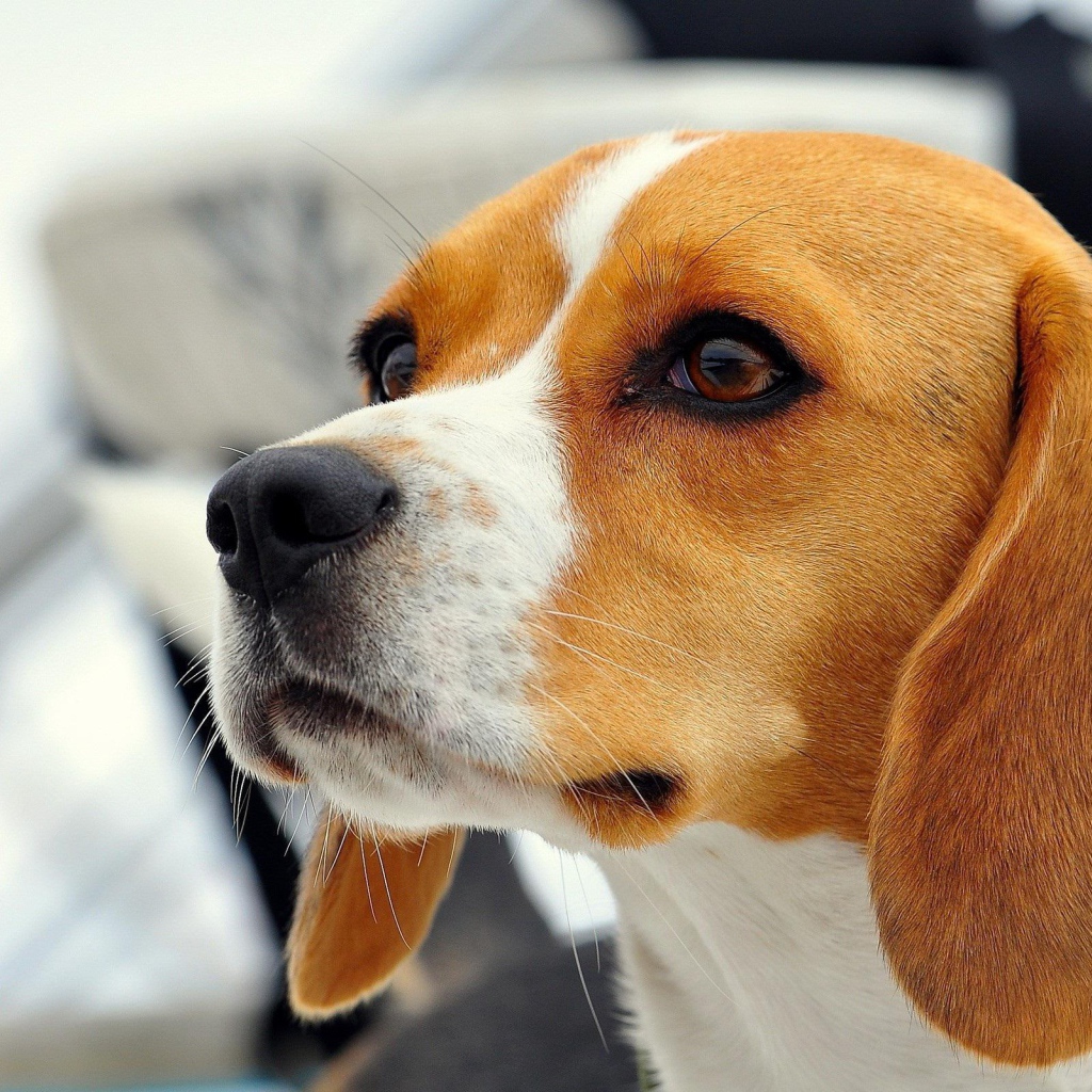 Красивая собака породы бигль кого-то увидела