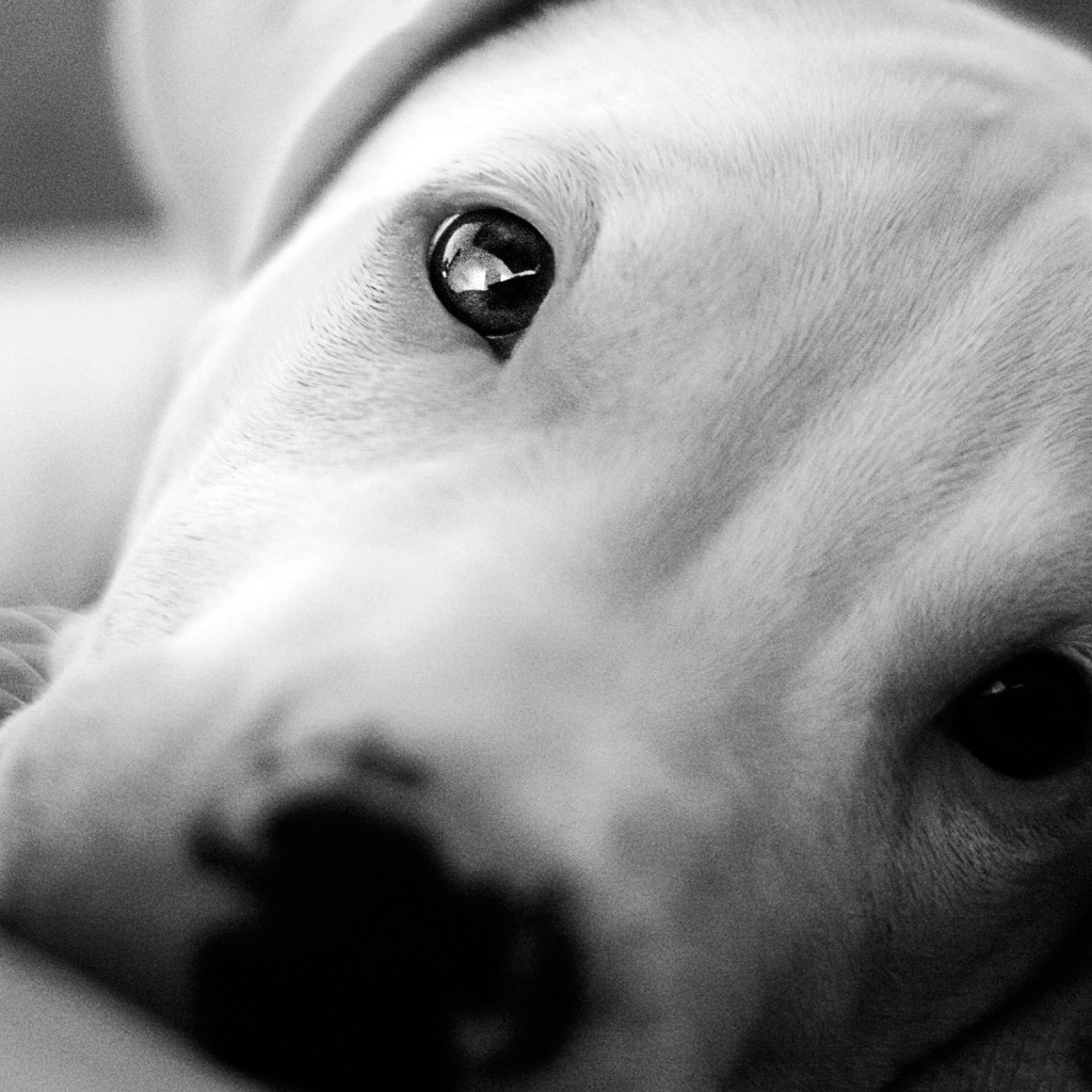 Красивые глаза аргентинского дога