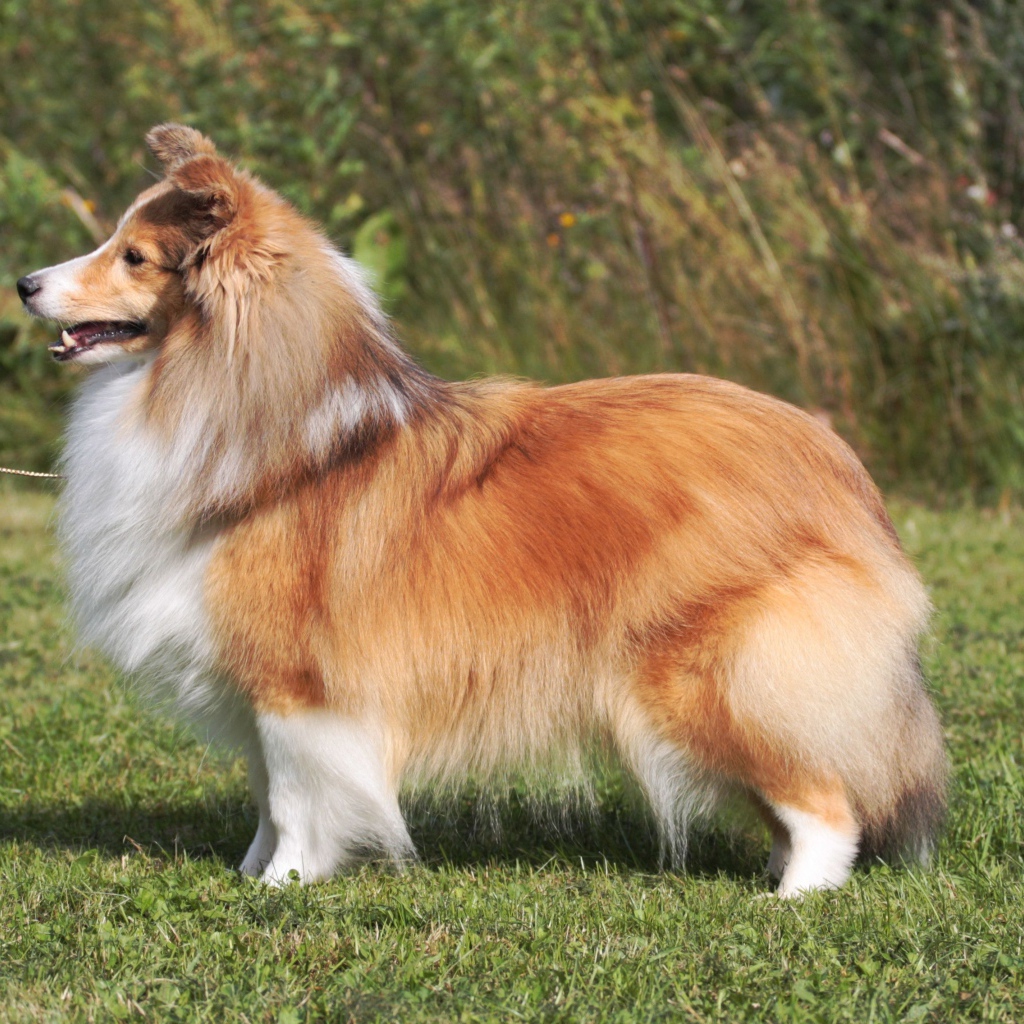 Пушистая красивая собака породы шелти