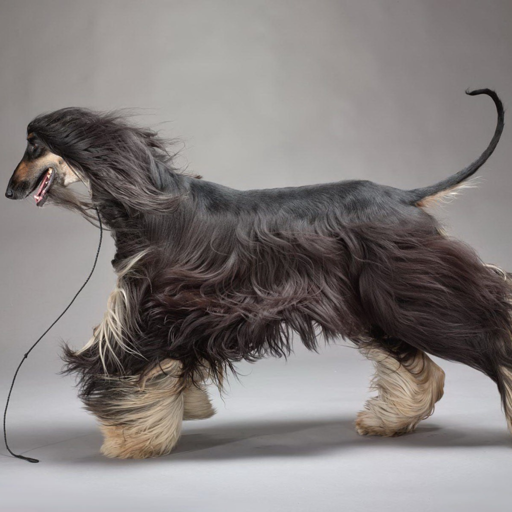 Красивое фото афганской борзой