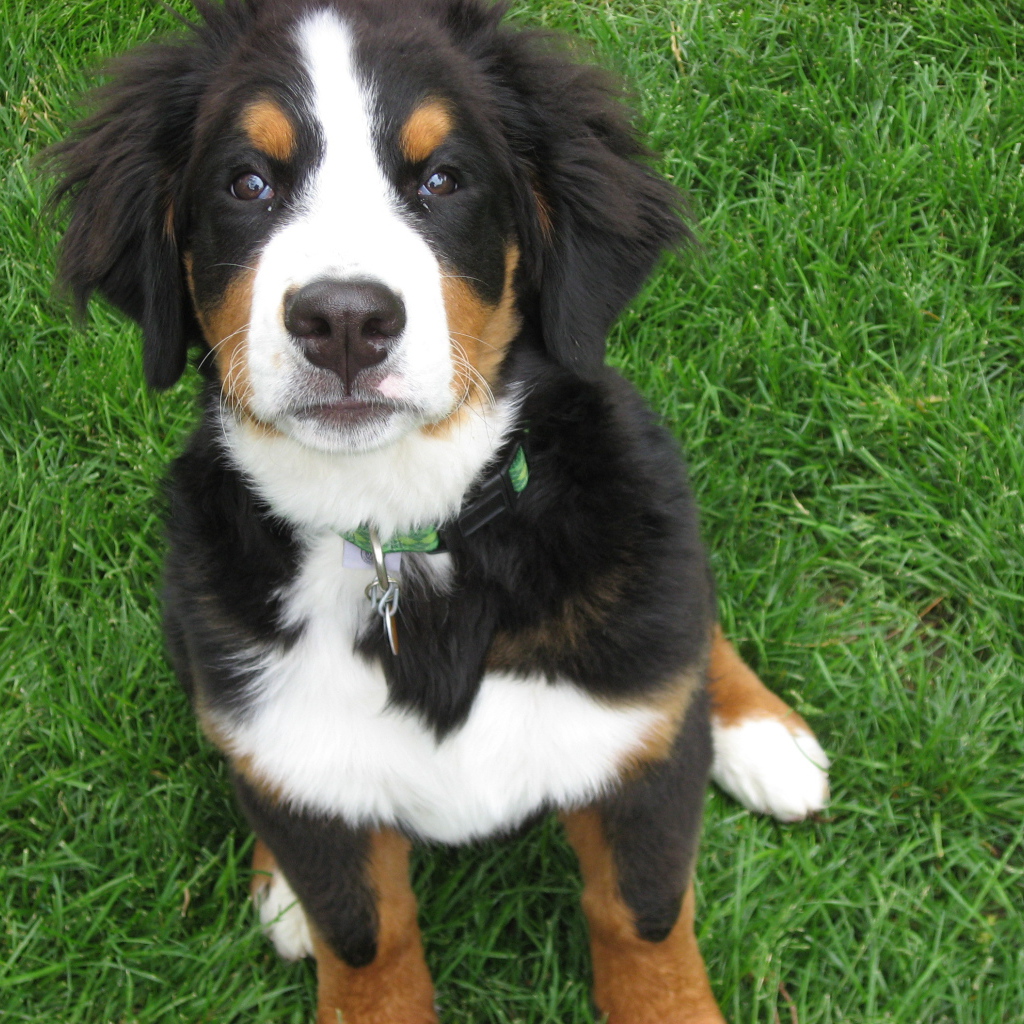 Красивый щенок бернской пастушьей собаки на траве