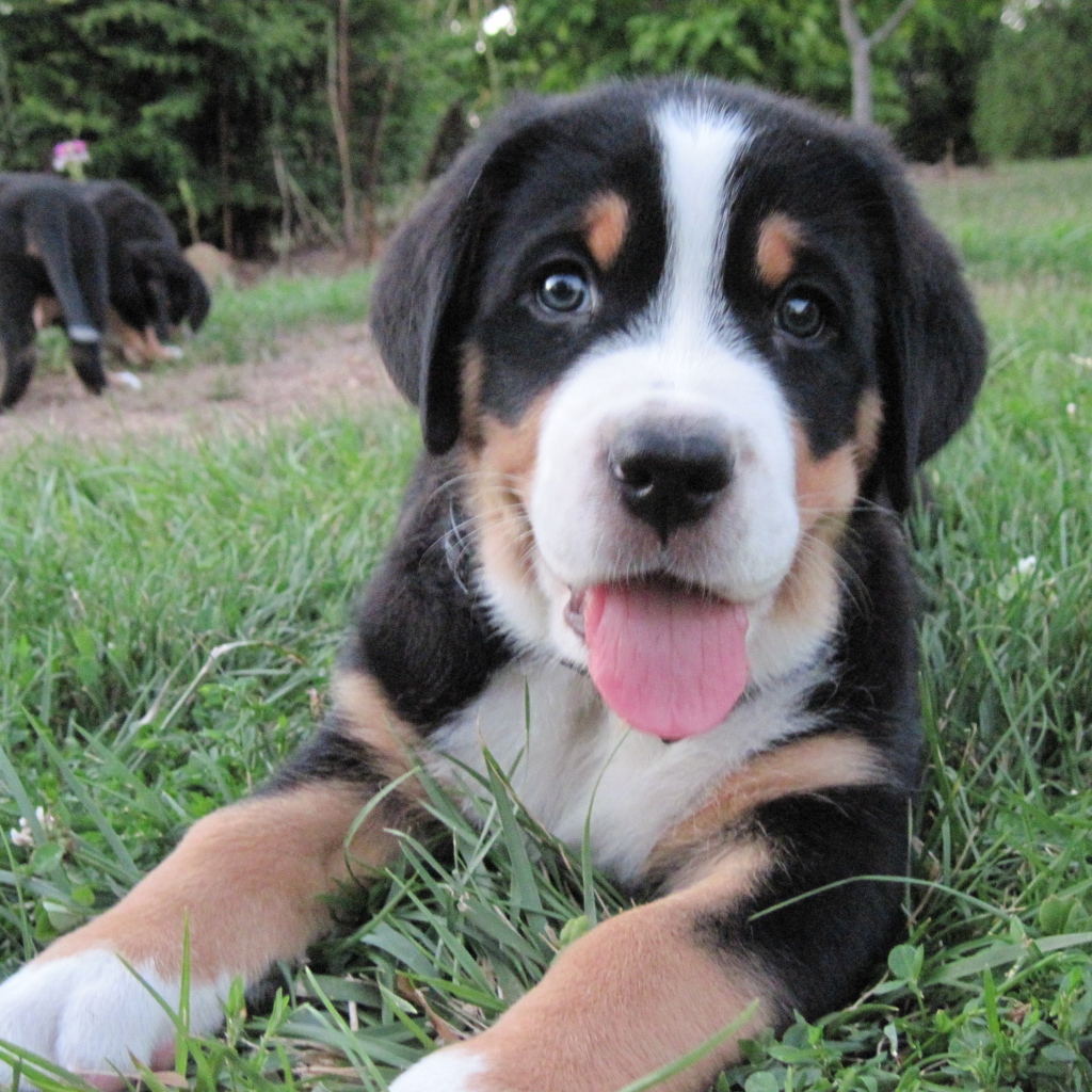 Красивый щенок большого швейцарского зенненхунда