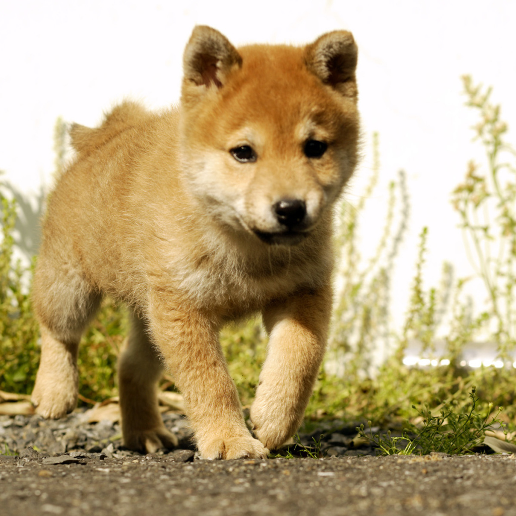 Красивый щенок акита-ину