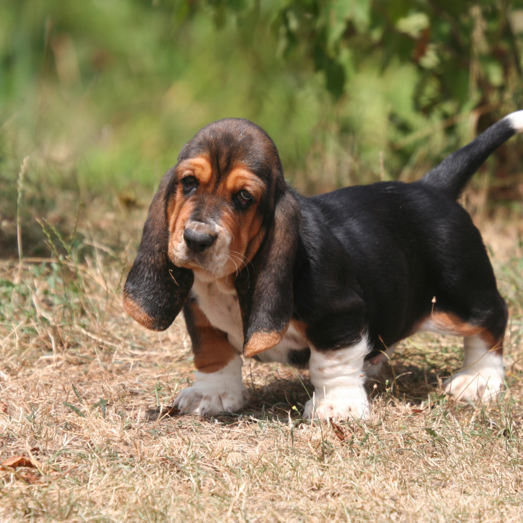 Красивый щенок бассет-хаунда на природе