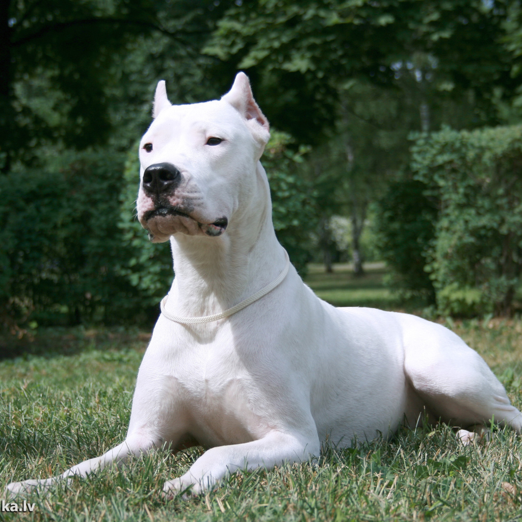 Красивый серьёзный аргентинский дог