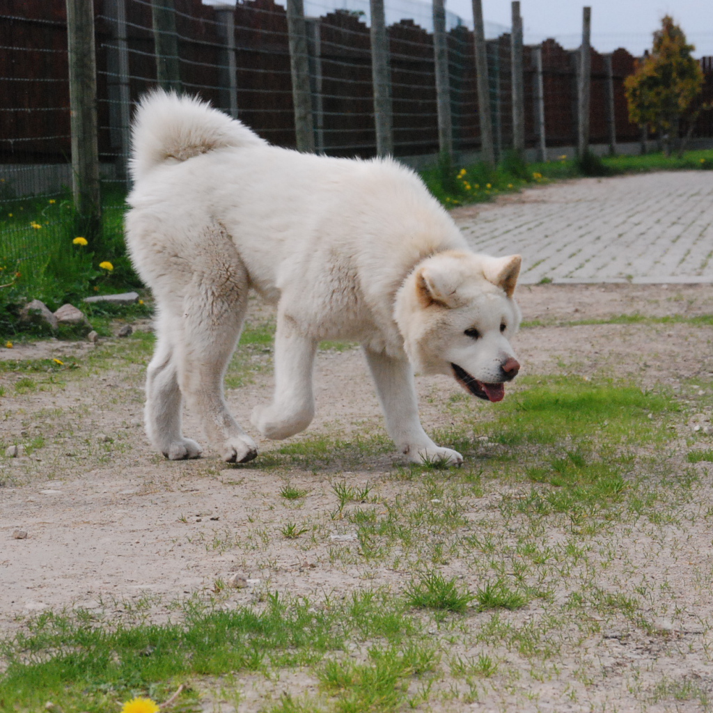 Белая красивая акита-ину