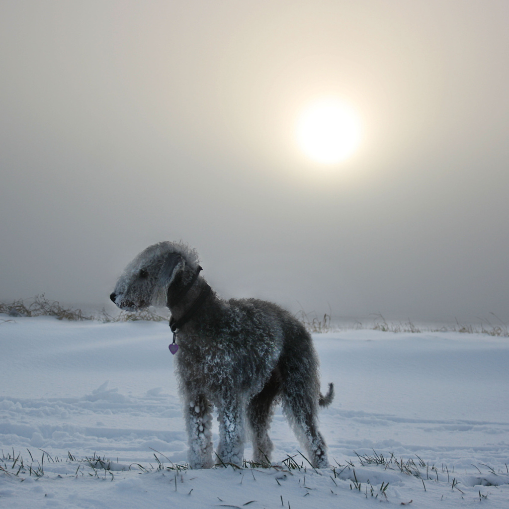 Бедлингтон-терьер на снегу