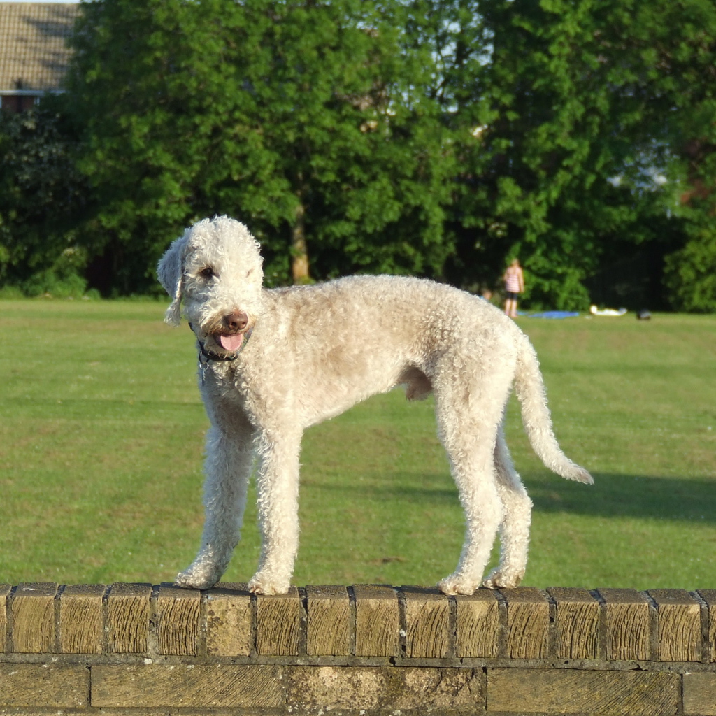 Бедлингтон-терьер на ограде