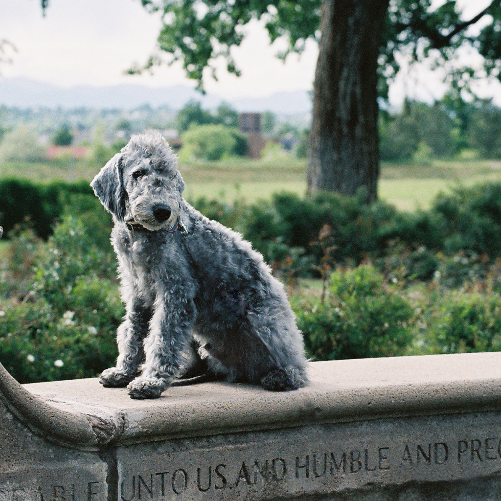 Бедлингтон-терьер позирует на ограде