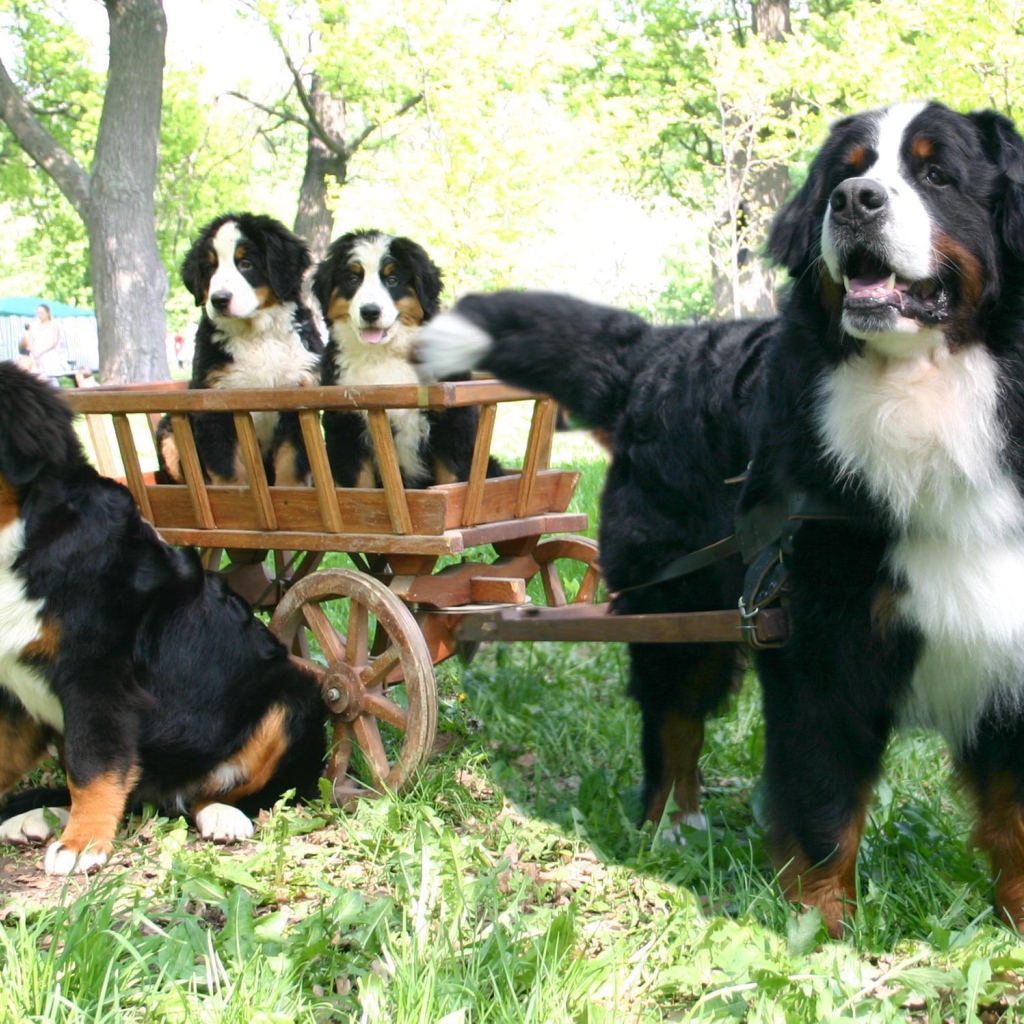 Бернская пастушья собака и её потомство