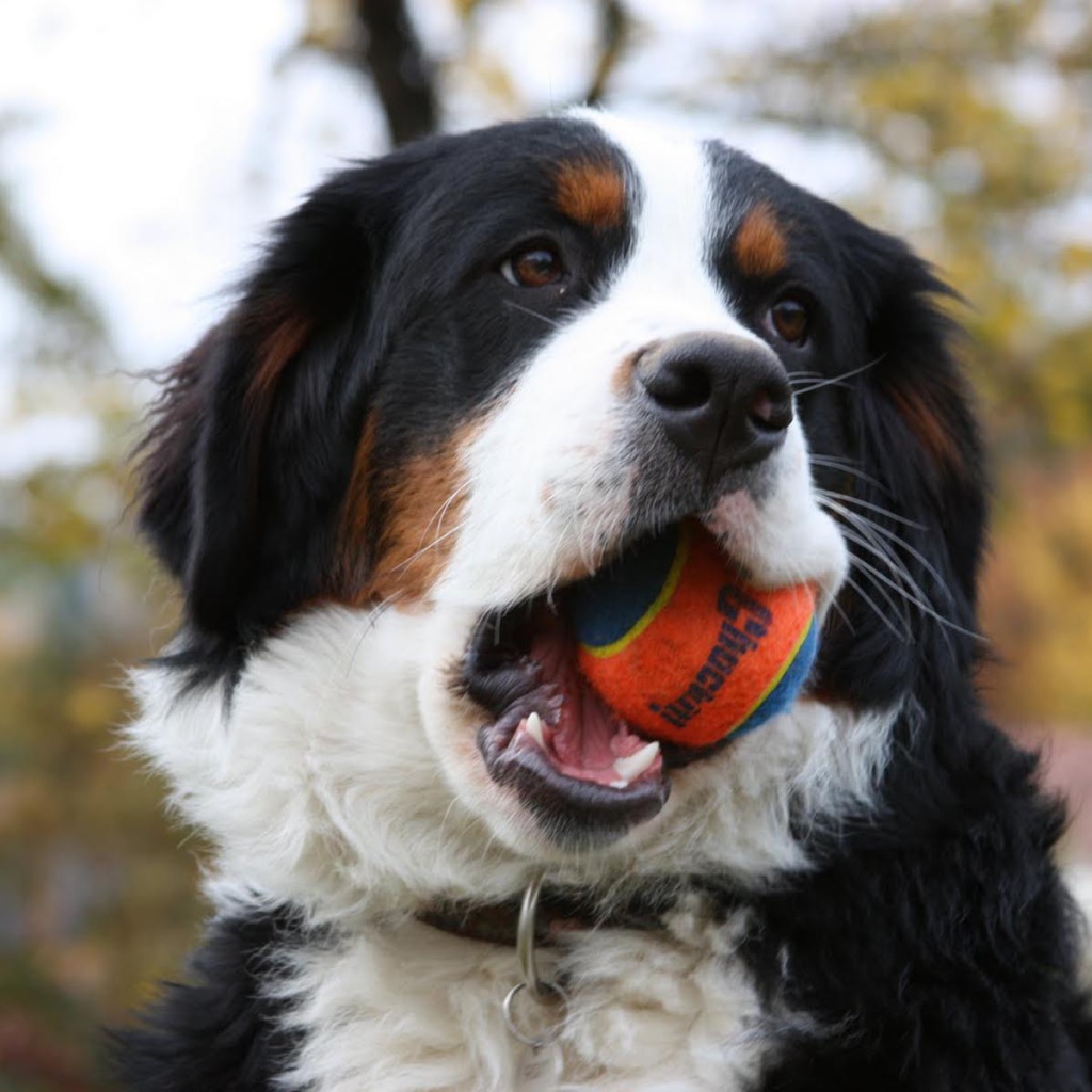 Bernese Mountain Dog chews ball