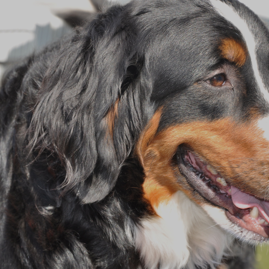 Бернская пастушья собака крупным планом