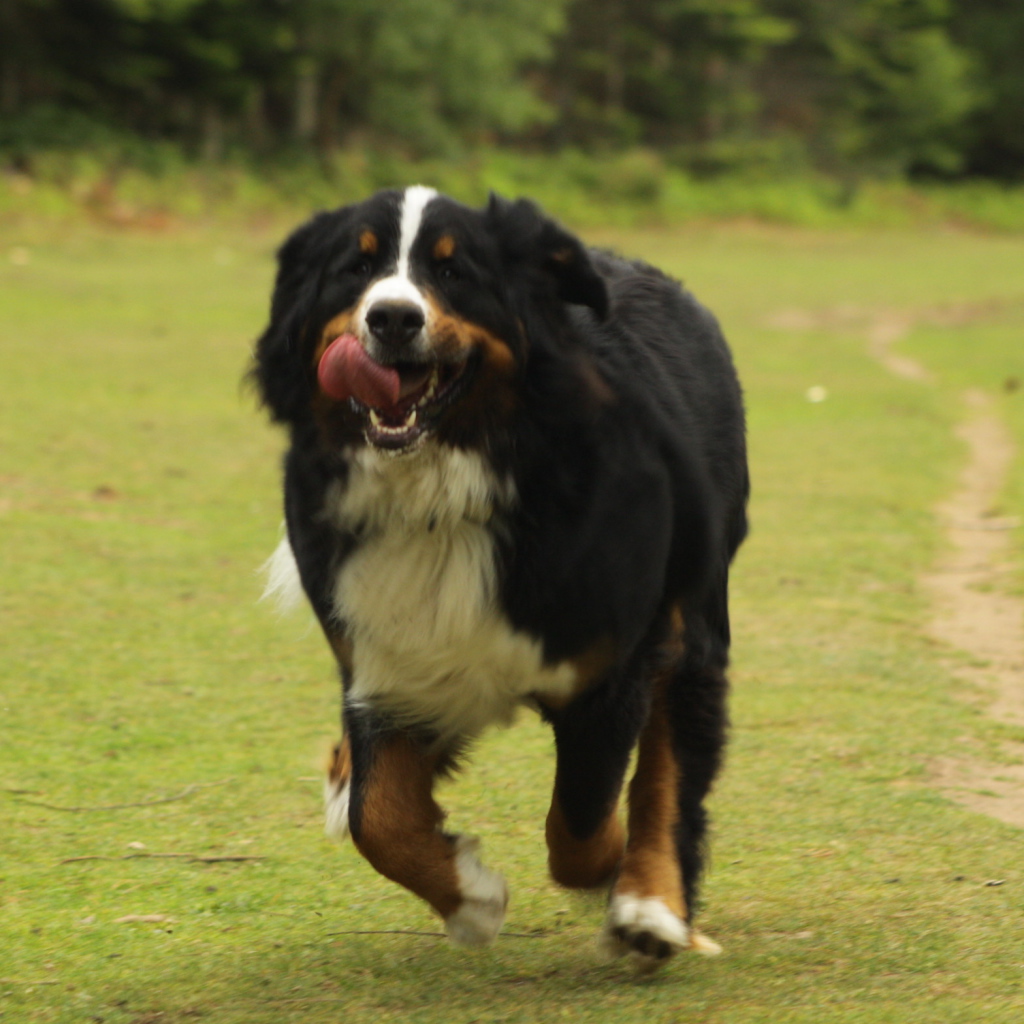 Бернская пастушья собака спешит к хозяину