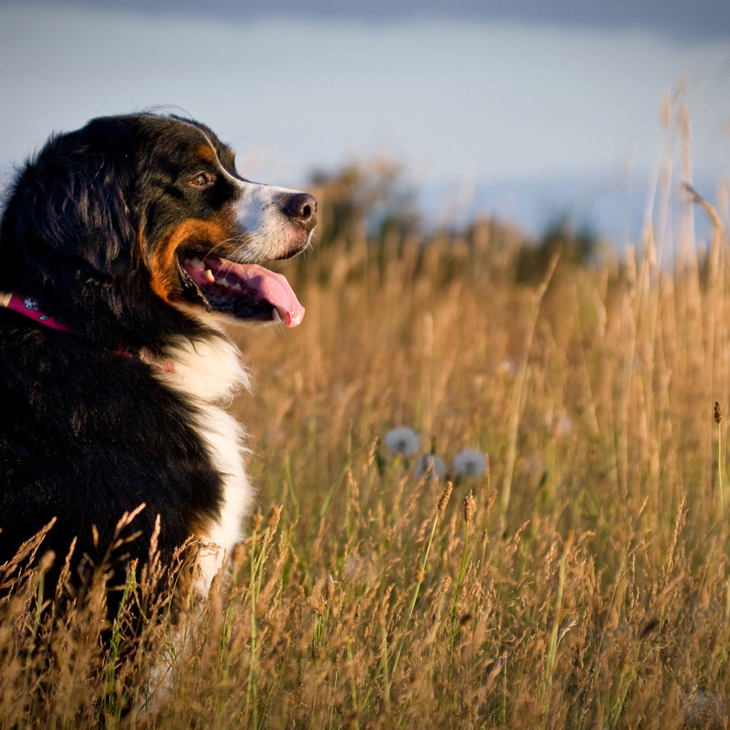 Бернская пастушья собака в поле