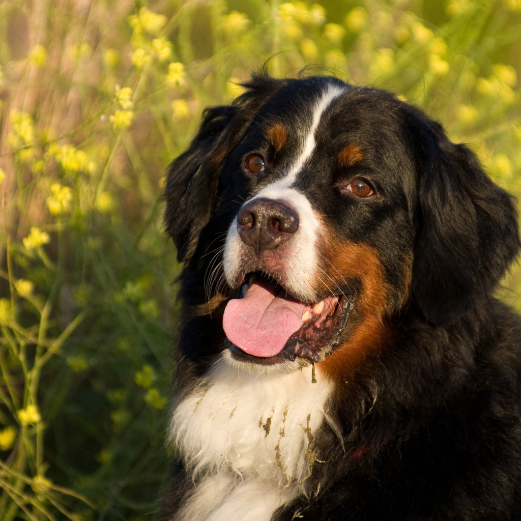 Бернская пастушья собака в цветах