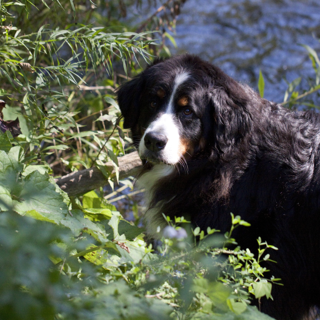 Бернская пастушья собака в кустах