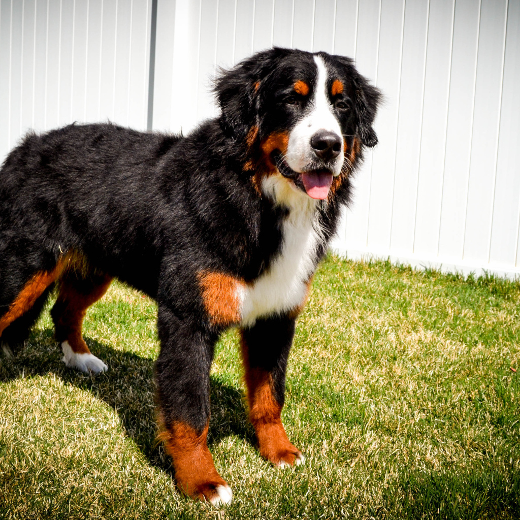 Бернская пастушья собака на фоне белого забора