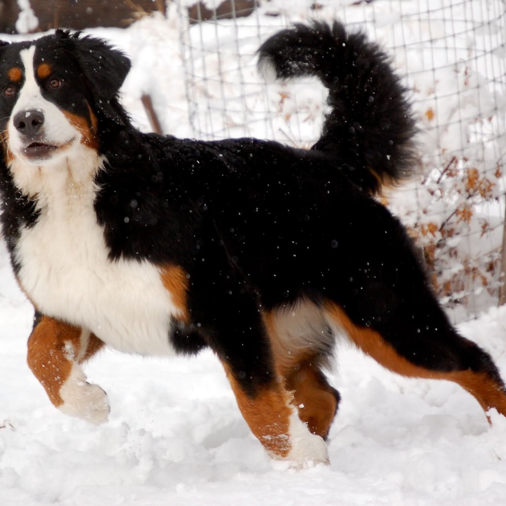 Бернская пастушья собака готовится бежать