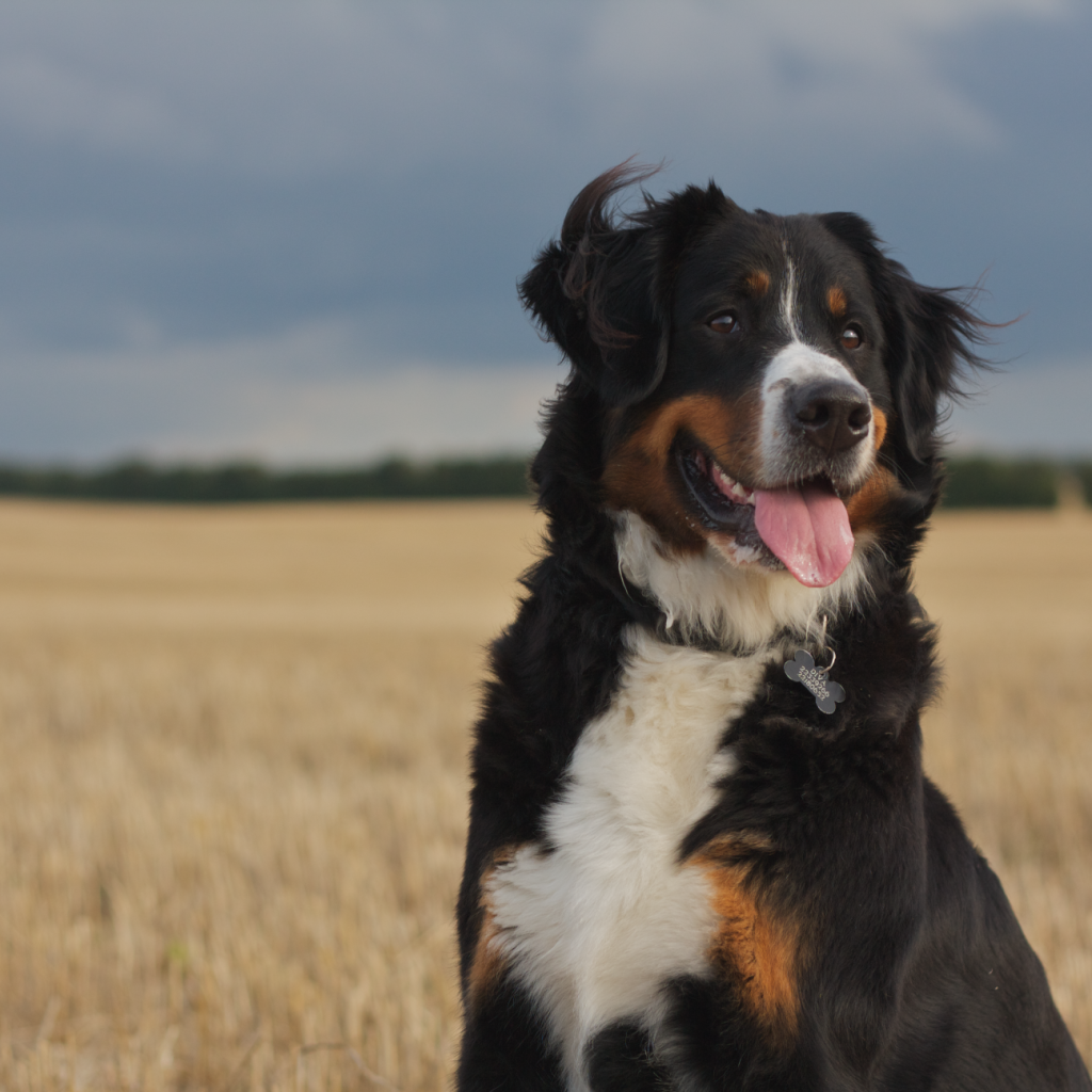 Бернская пастушья собака смотрит вдаль