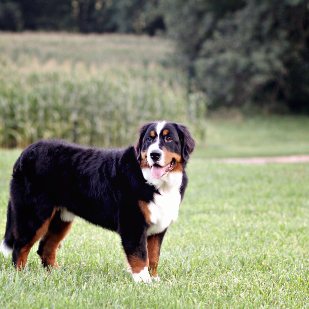 Бернская пастушья собака позирует в поле