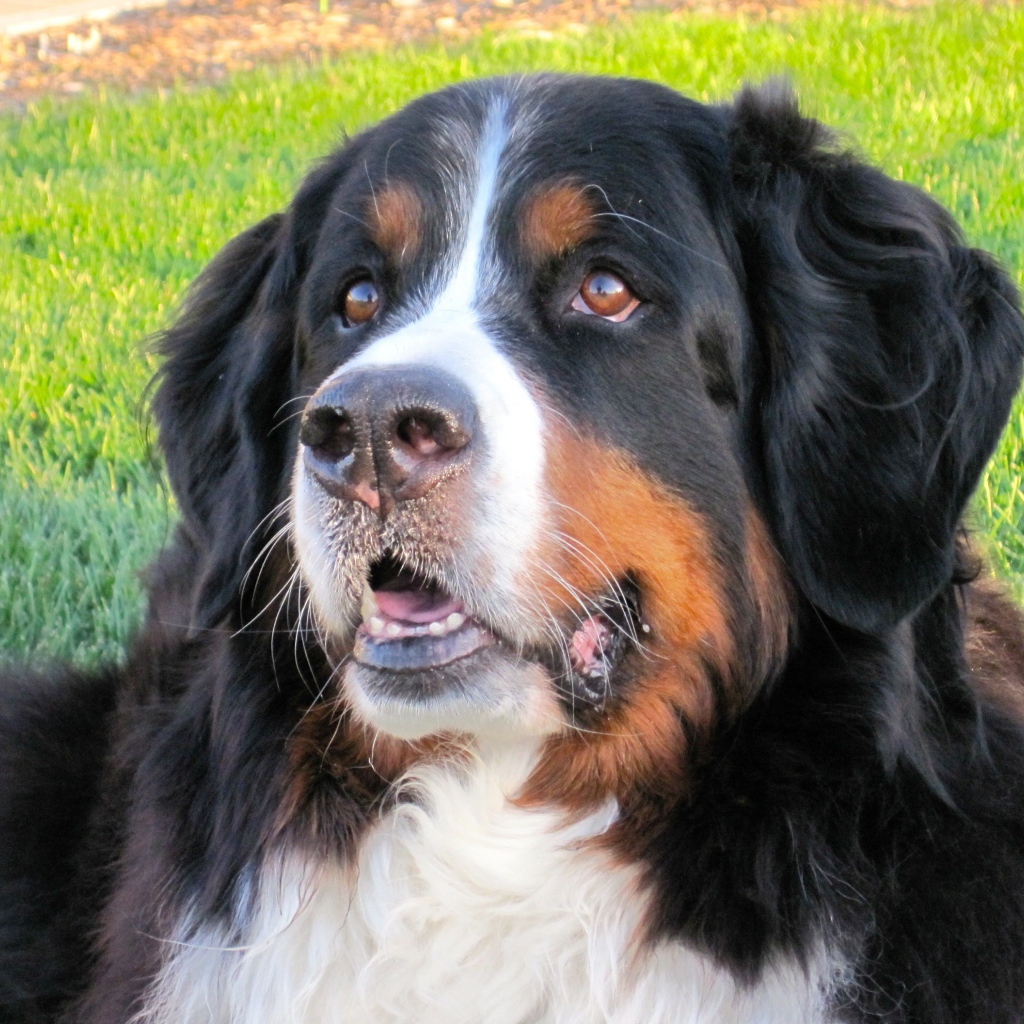 Бернская пастушья собака отдыхает на траве