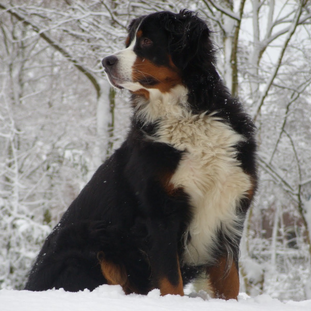 Бернская пастушья собака сидит в сугробе