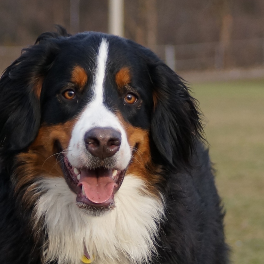 Бернская пастушья собака улыбается