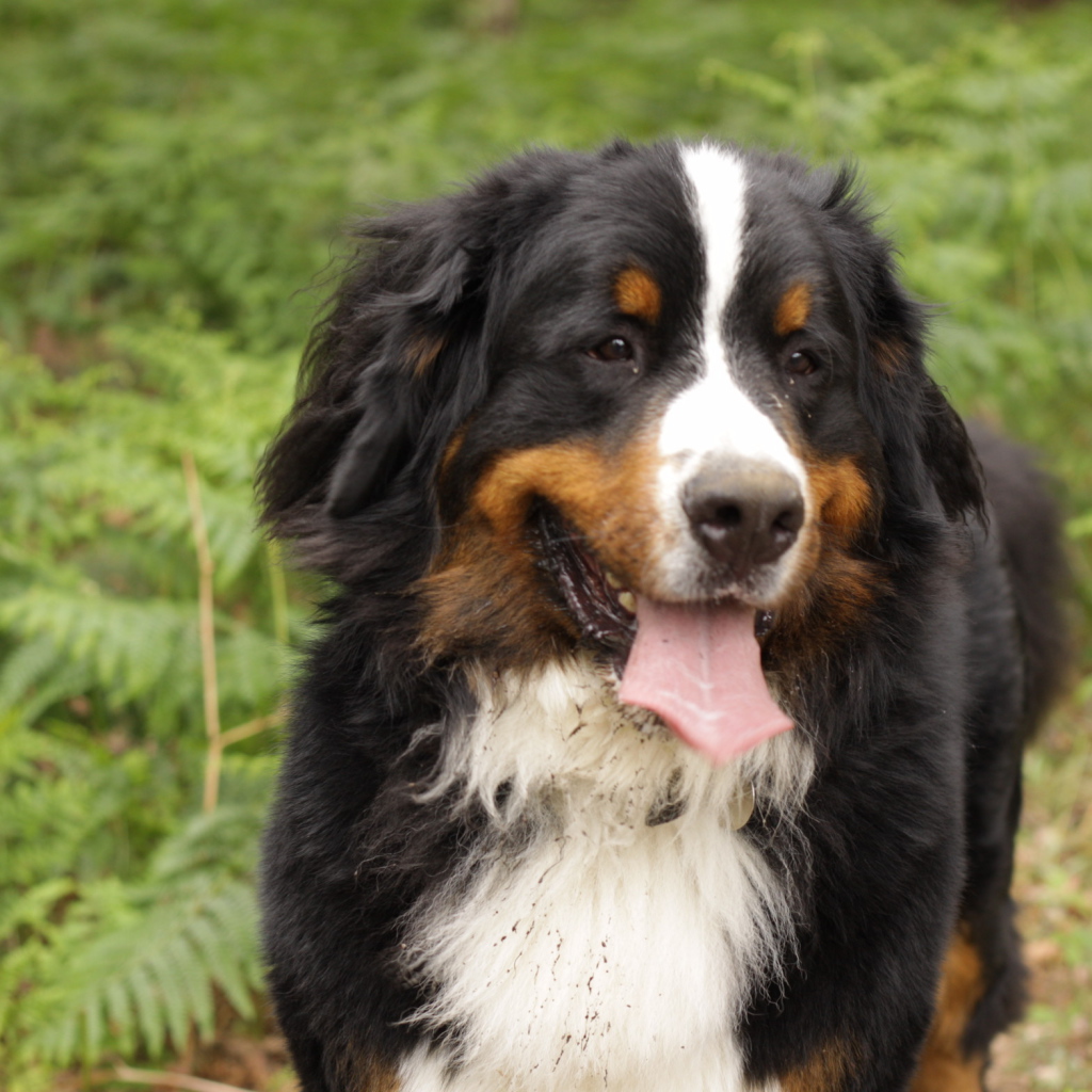 Бернская пастушья собака испачкалась в лесу