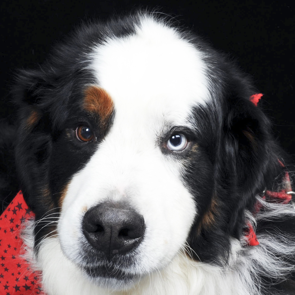 Бернская пастушья собака с разными глазами