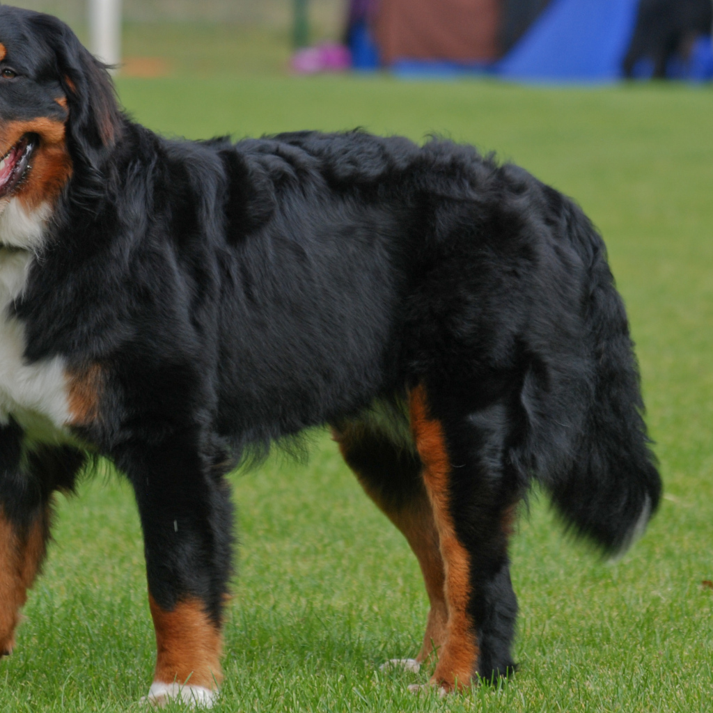 Бернская пастушья собака с длинным языком