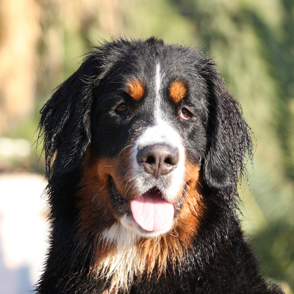 Бернская пастушья собака с мокрыми ушами