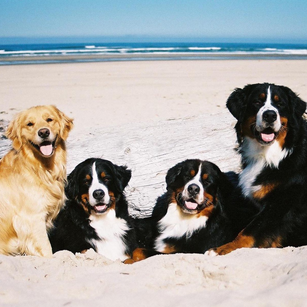 Бернские пастушьи собаки возле моря