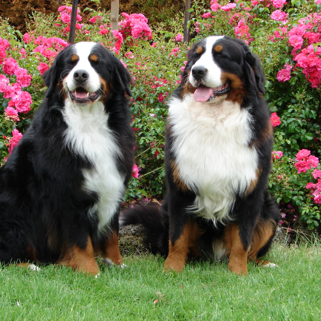 Bernese Mountain Dogs on a background of bushes