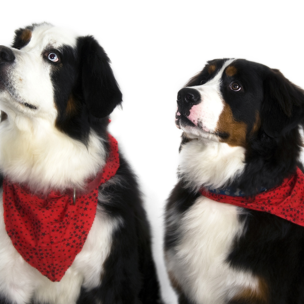 Бернские пастушьи собаки на белом фоне