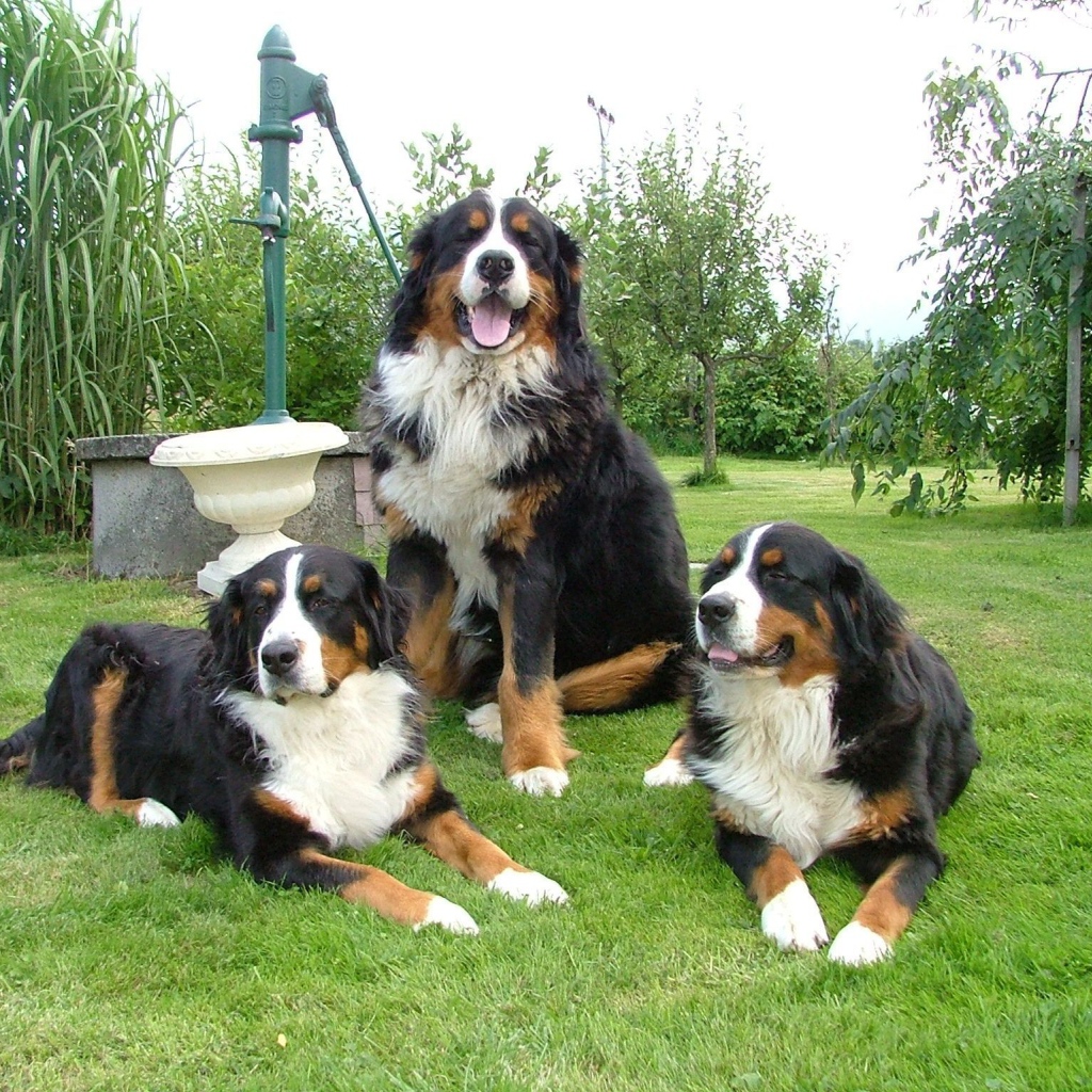 Бернские пастушьи собаки на лужайке