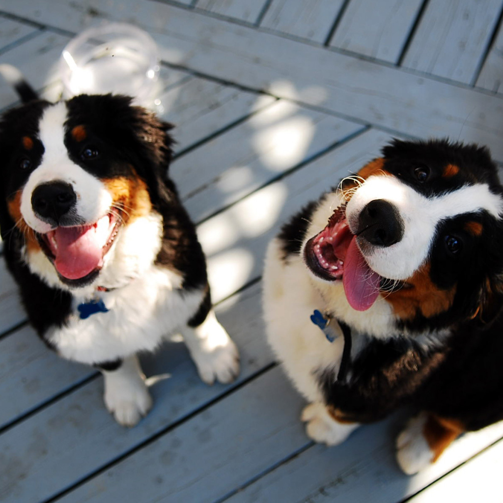 Щенки бернской пастушьей собаки улыбаются