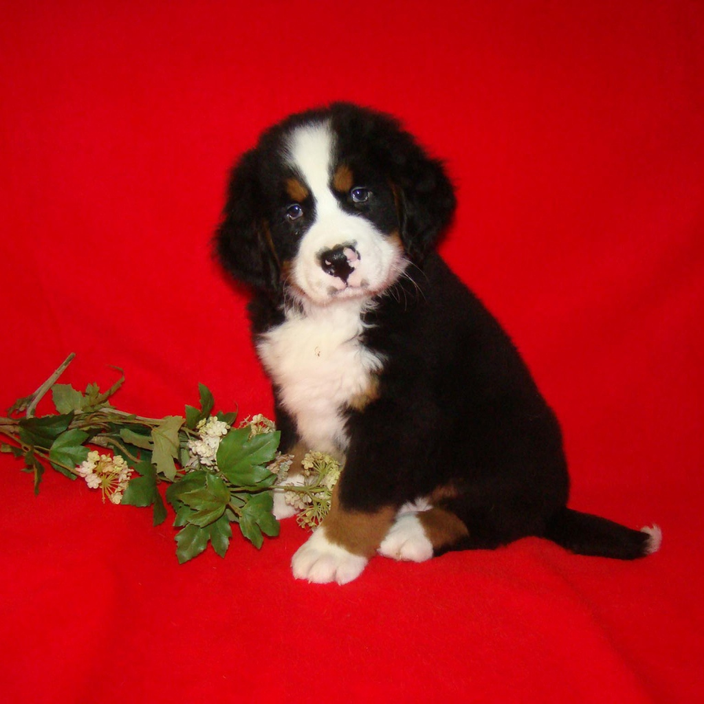 Щенок бернской пастушьей собаки и цветок