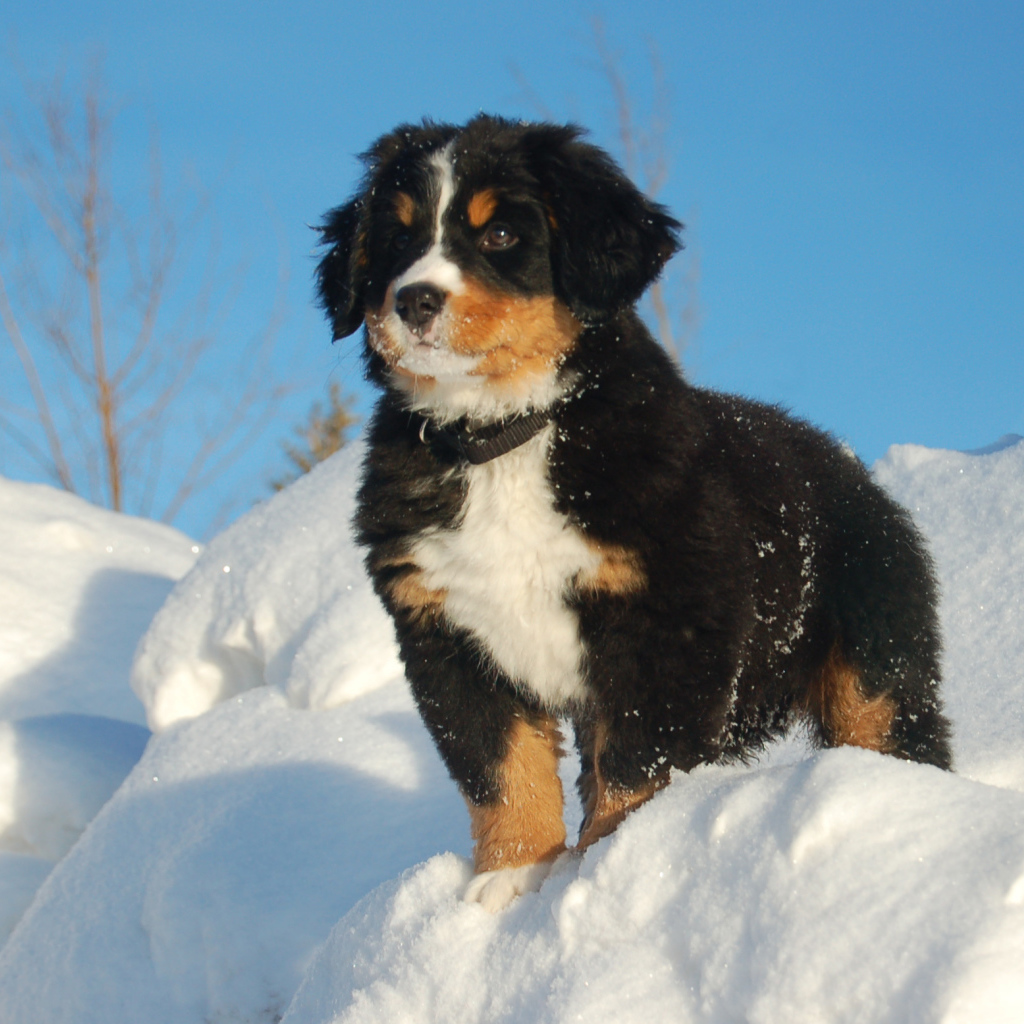 Щенок бернской пастушьей собаки смотрит вдаль