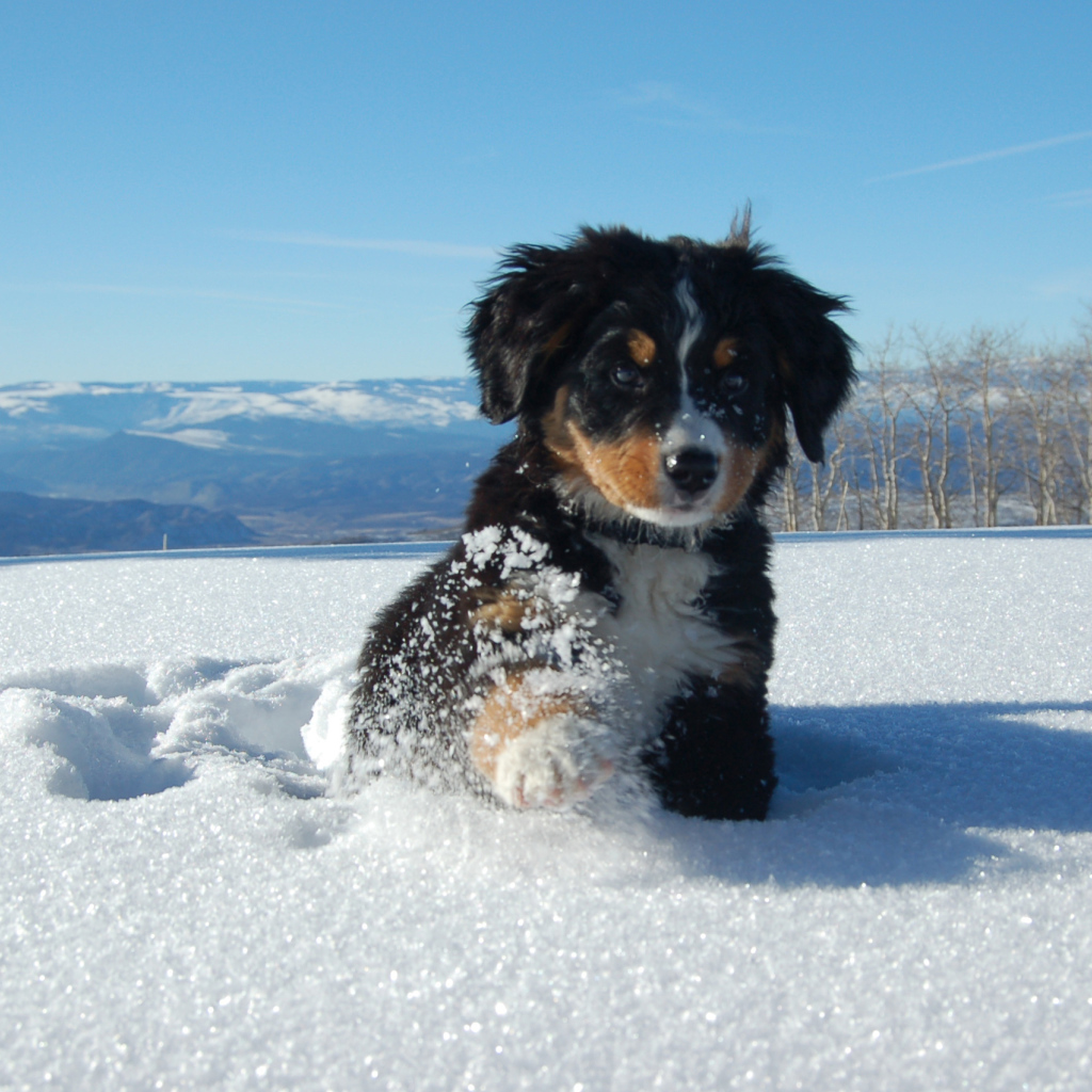 Щенок бернской пастушьей собаки в сугробе
