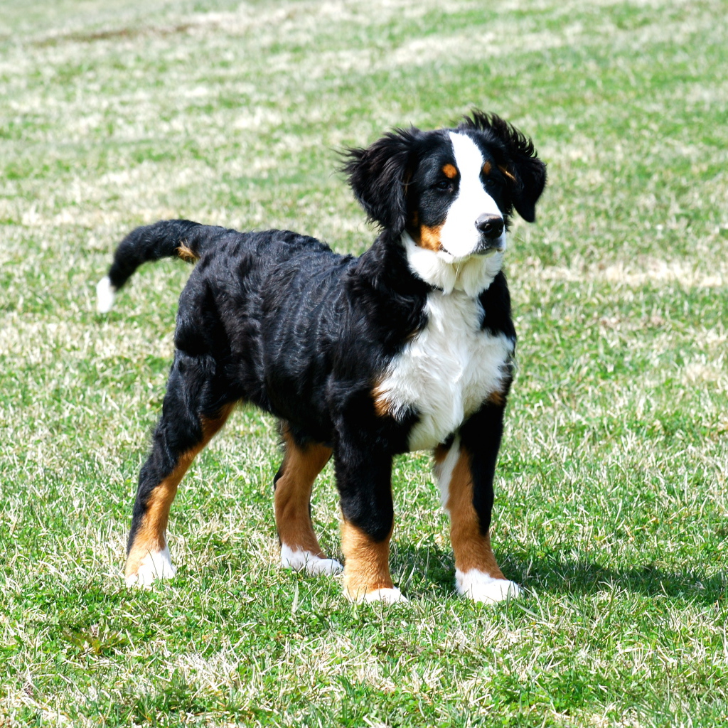 Щенок бернской пастушьей собаки на траве