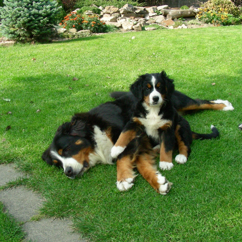 Щенок бернской пастушьей собаки с мамой
