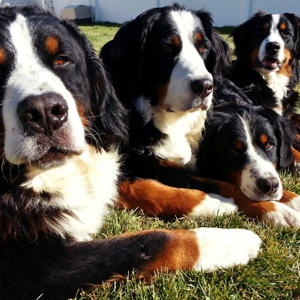 Бернские пастушьи собаки лежат на траве